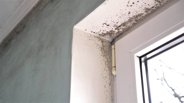 Best Mold Damage Repair  in Milbank, SD