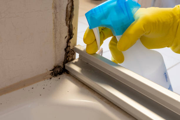Best Fast Mold Removal  in Milbank, SD