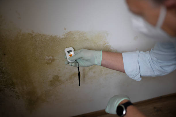 Trusted Milbank, SD Mold Removal Experts