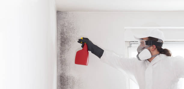Best Certified Mold Removal  in Milbank, SD