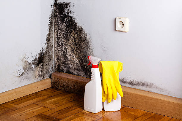 Mold Removal Process in Milbank, SD