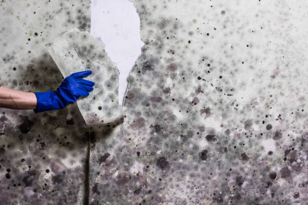 Best Mold Remediation  in Milbank, SD