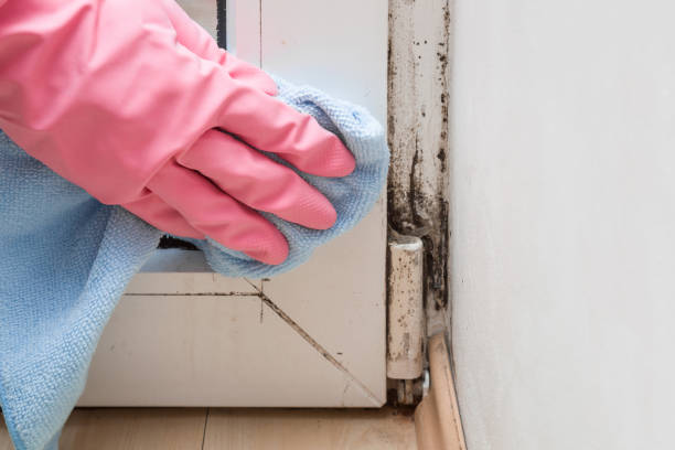 Best Office Mold Removal Services  in Milbank, SD