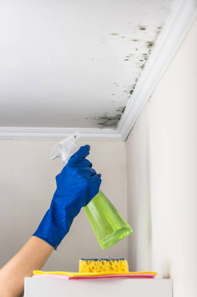 Best Mold Removal and Inspection  in Milbank, SD